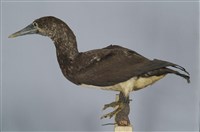 藏品(白腹鰹鳥)的圖片